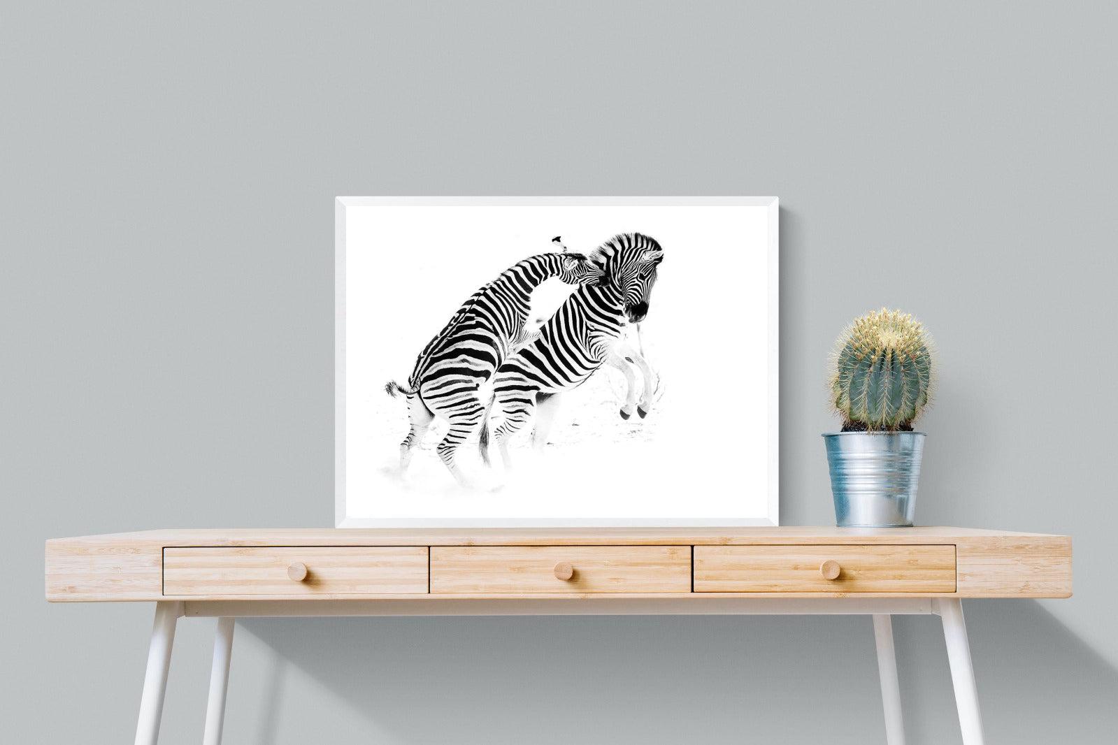 Zebra Tussle-Wall_Art-80 x 60cm-Mounted Canvas-White-Pixalot