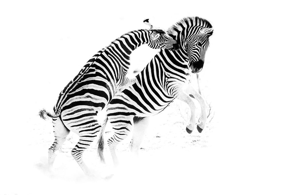 Zebra Tussle-Wall_Art-Pixalot