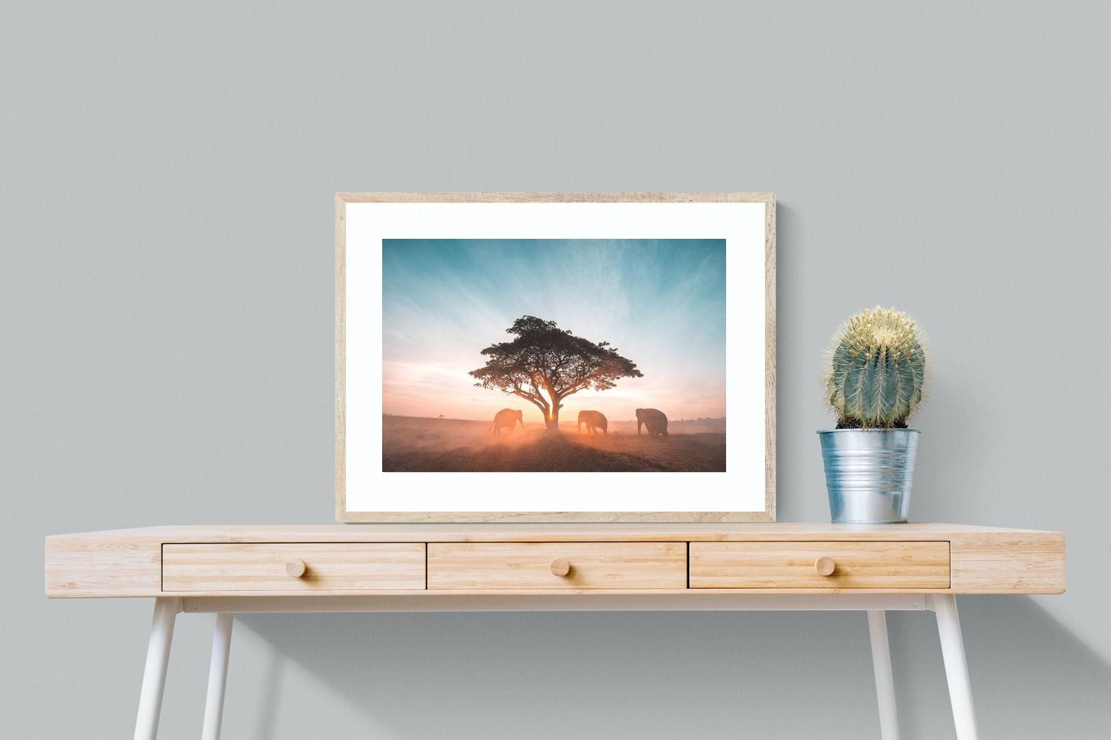 Acacia Cover-Wall_Art-80 x 60cm-Framed Print-Wood-Pixalot