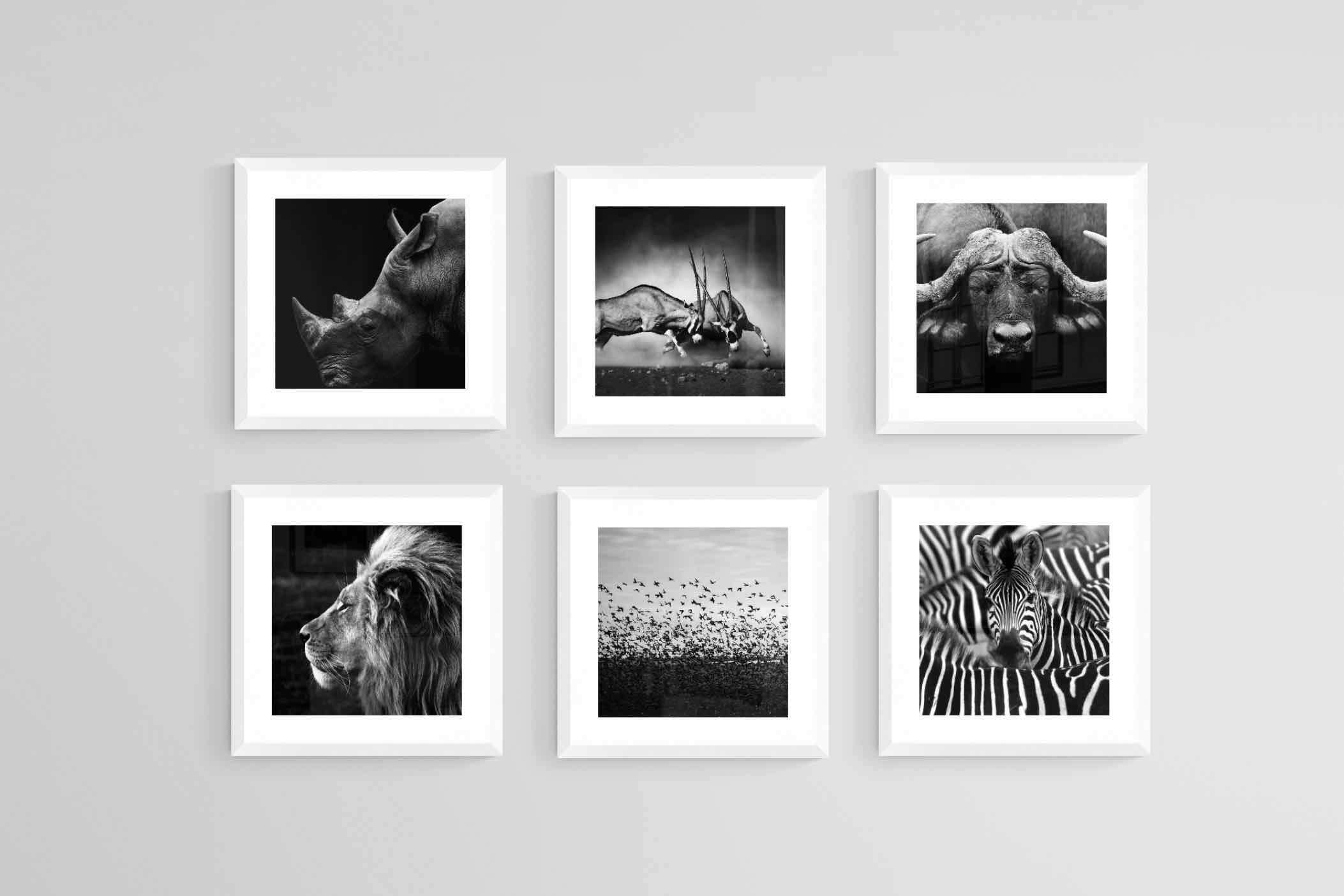 African Animals Set-Wall_Art-30 x 30cm (x6)-Framed Print-White-Pixalot