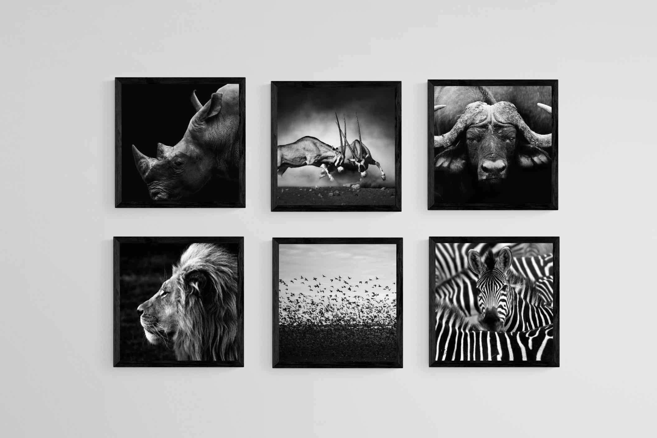 African Animals Set-Wall_Art-30 x 30cm (x6)-Mounted Canvas-Black-Pixalot