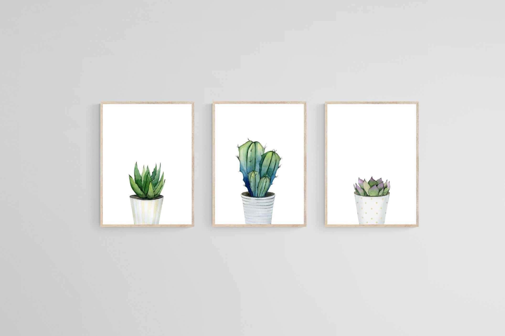 Aloe Set-Wall_Art-60 x 80cm (x3)-Framed Print-Wood-Pixalot