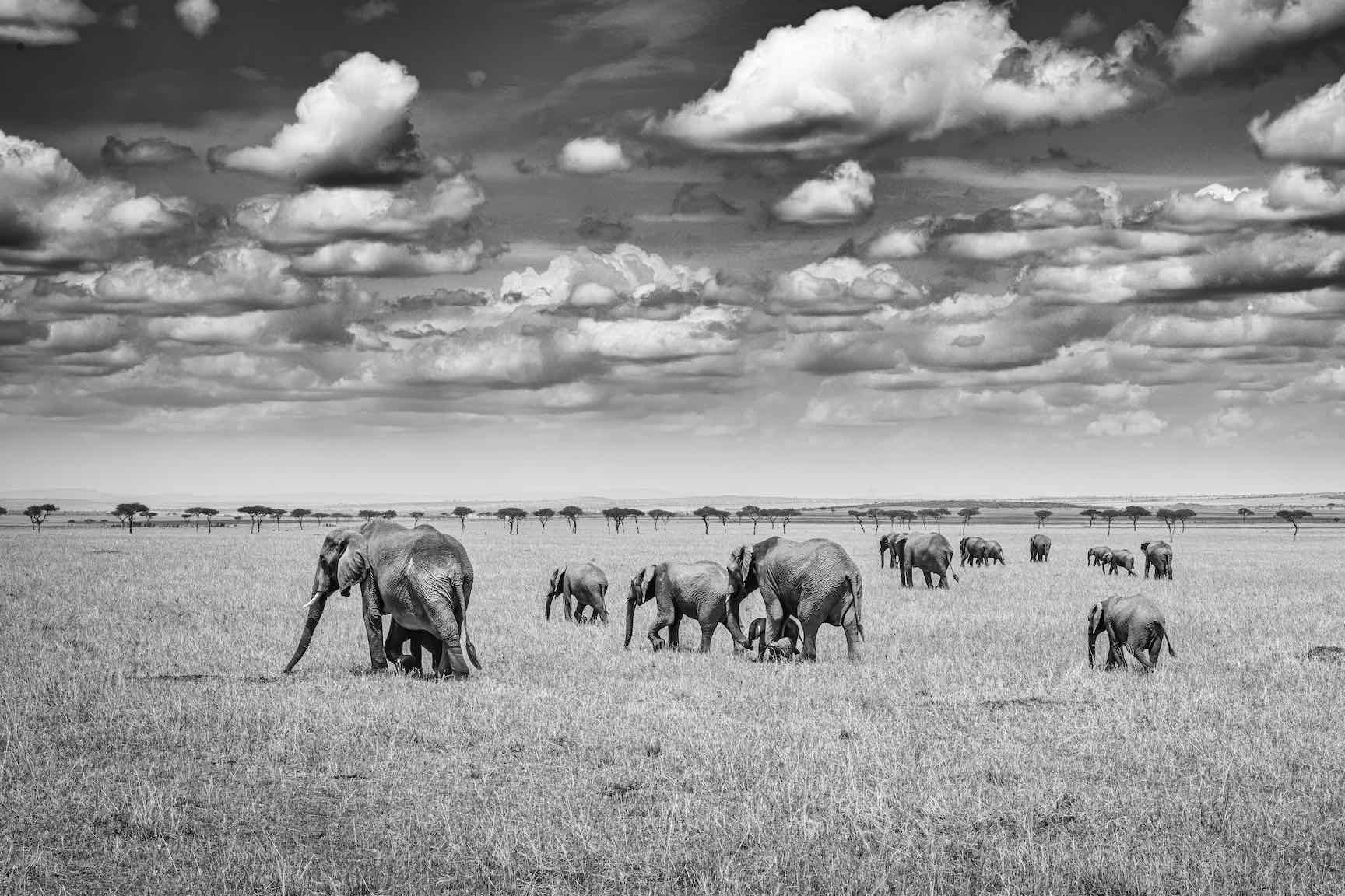 Amboseli Elephant Convoy-Wall_Art-Pixalot