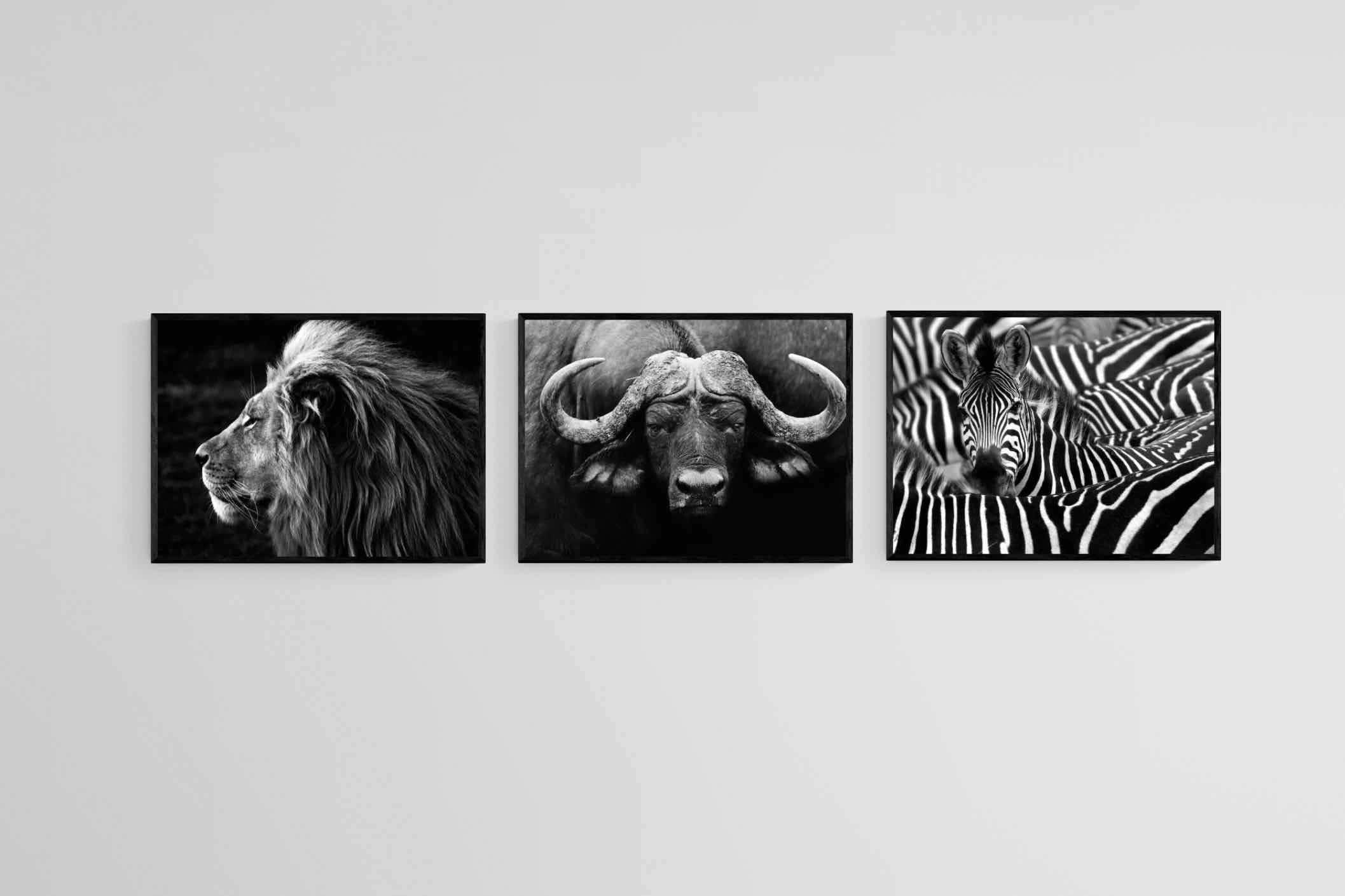 Animal Set-Wall_Art-60 x 45cm (x3)-Mounted Canvas-Black-Pixalot