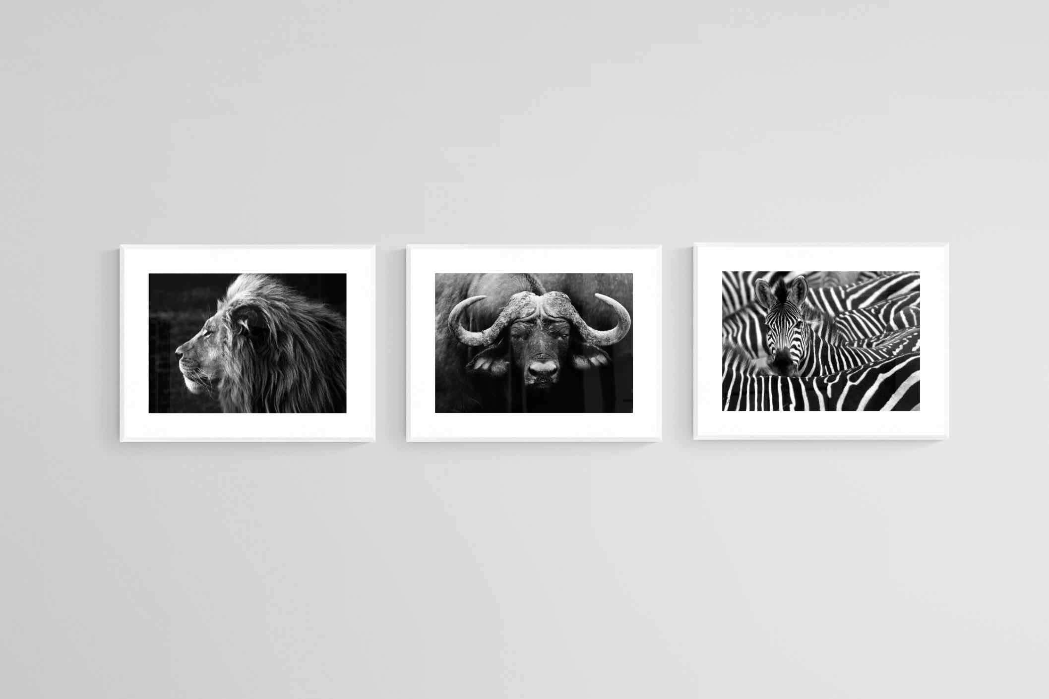 Animal Set-Wall_Art-80 x 60cm (x3)-Framed Print-White-Pixalot