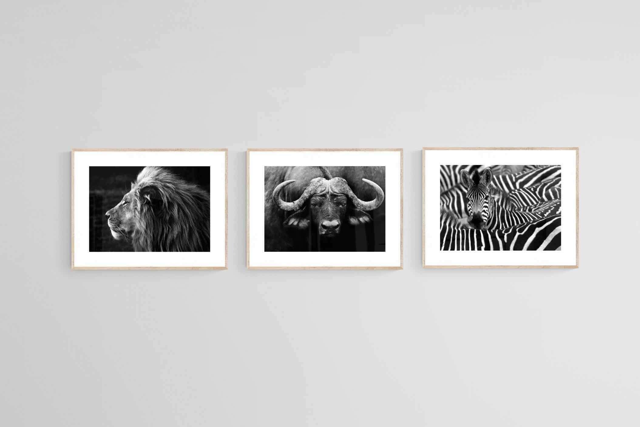 Animal Set-Wall_Art-80 x 60cm (x3)-Framed Print-Wood-Pixalot