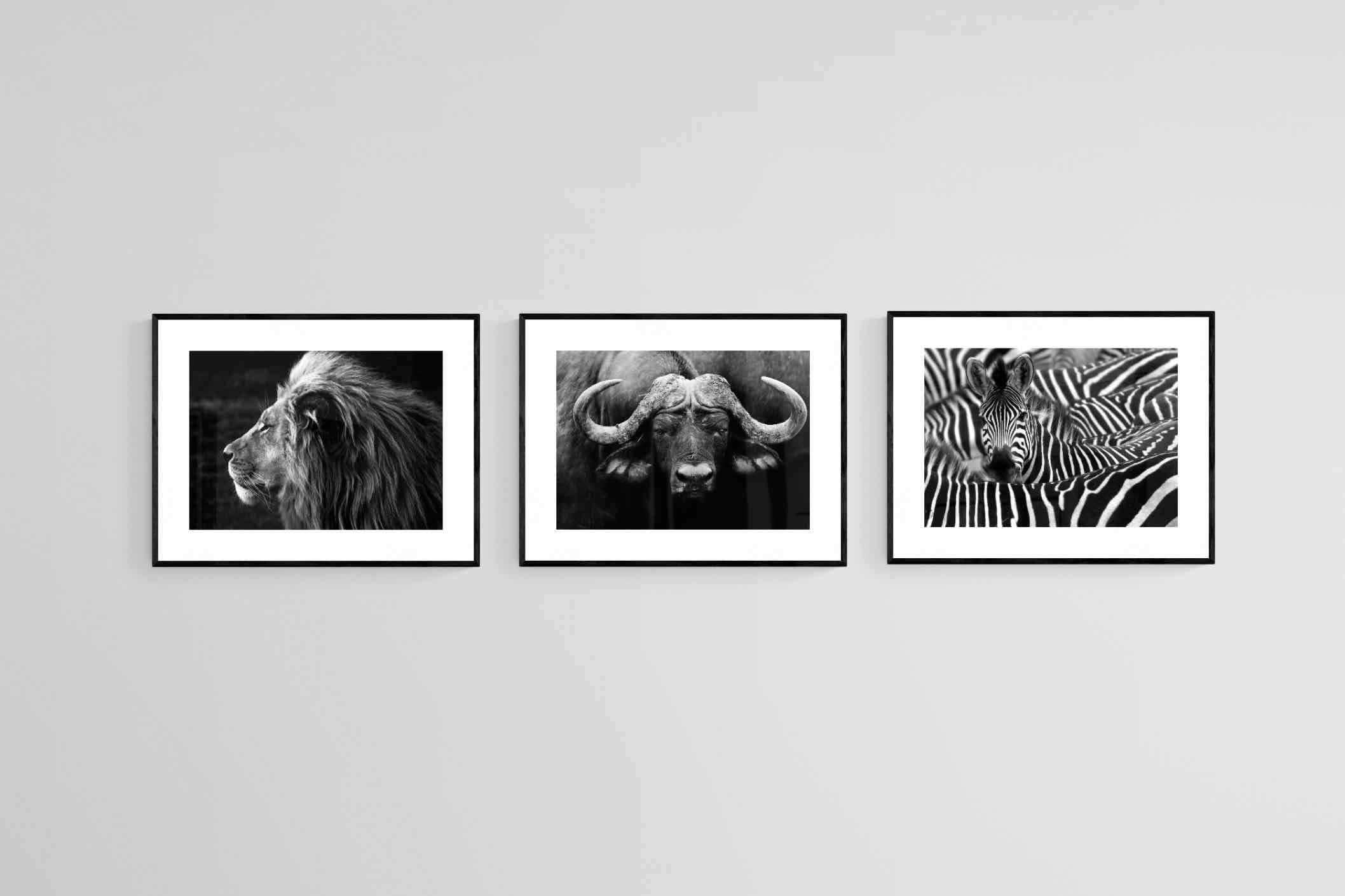 Animal Set-Wall_Art-80 x 60cm (x3)-Framed Print-Black-Pixalot