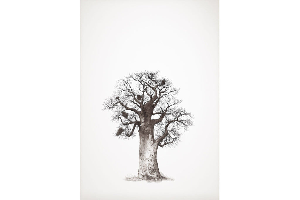 Baobab Legacy #5-Wall_Art-Pixalot