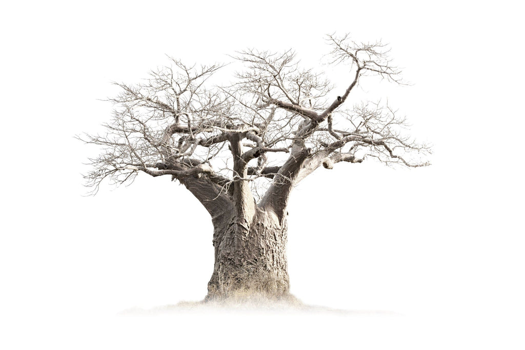 Baobab Whiteout-Wall_Art-Pixalot