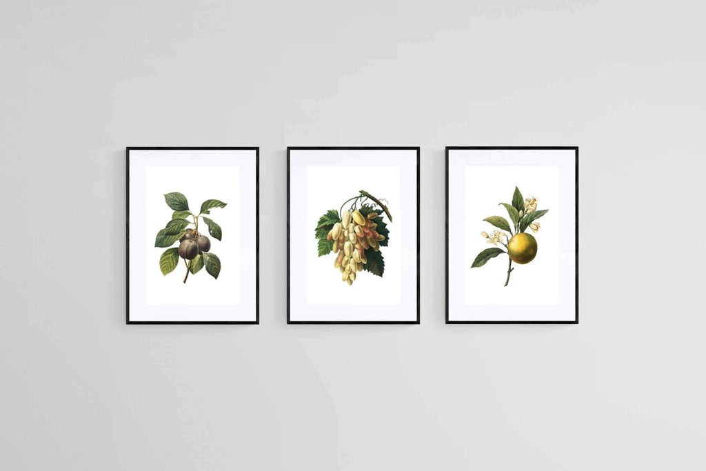 Belles Fleurs Naturels-Wall_Art-45 x 60cm (x3)-Framed Print-Black-Pixalot