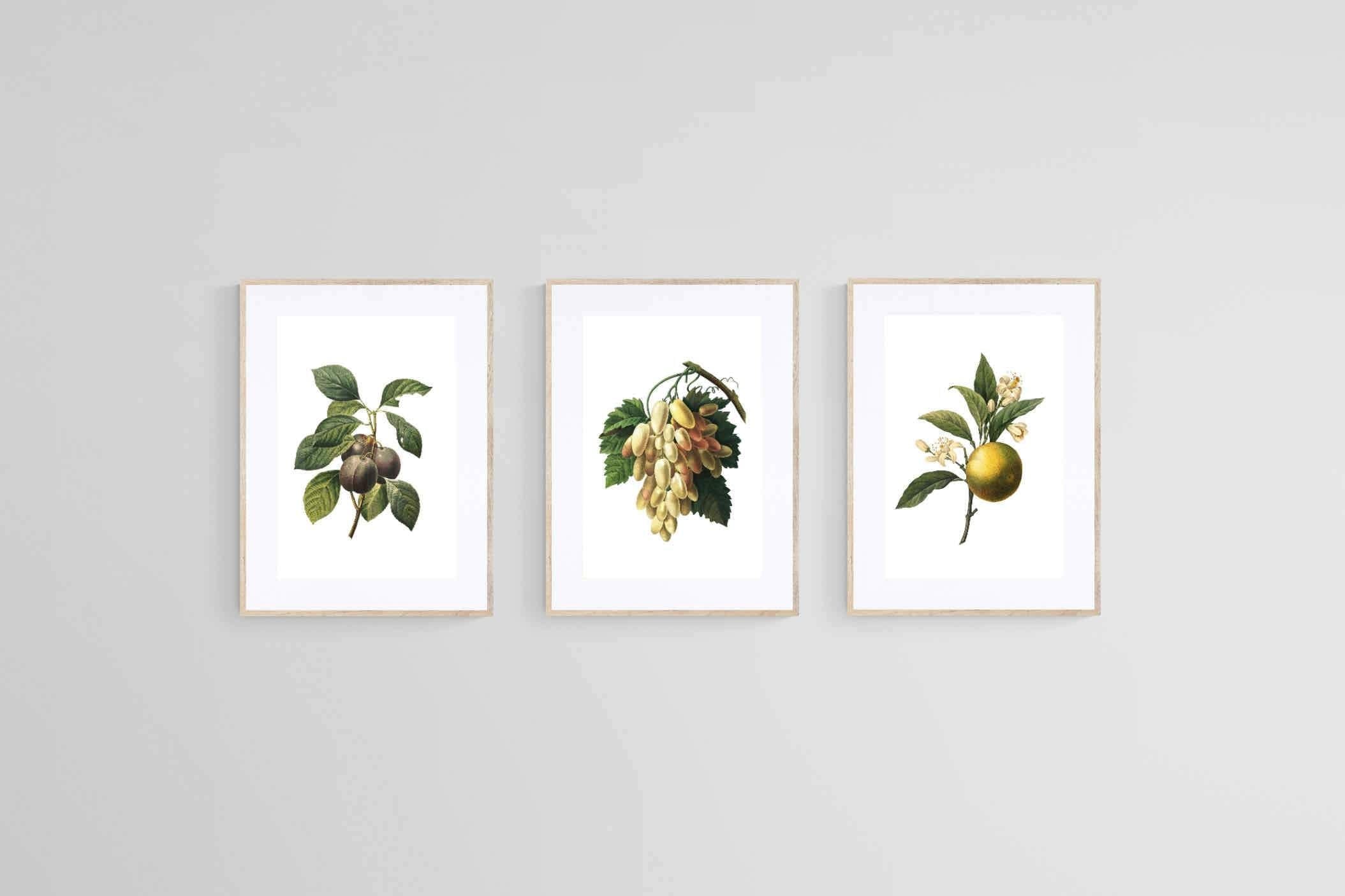 Belles Fleurs Naturels-Wall_Art-45 x 60cm (x3)-Framed Print-Wood-Pixalot