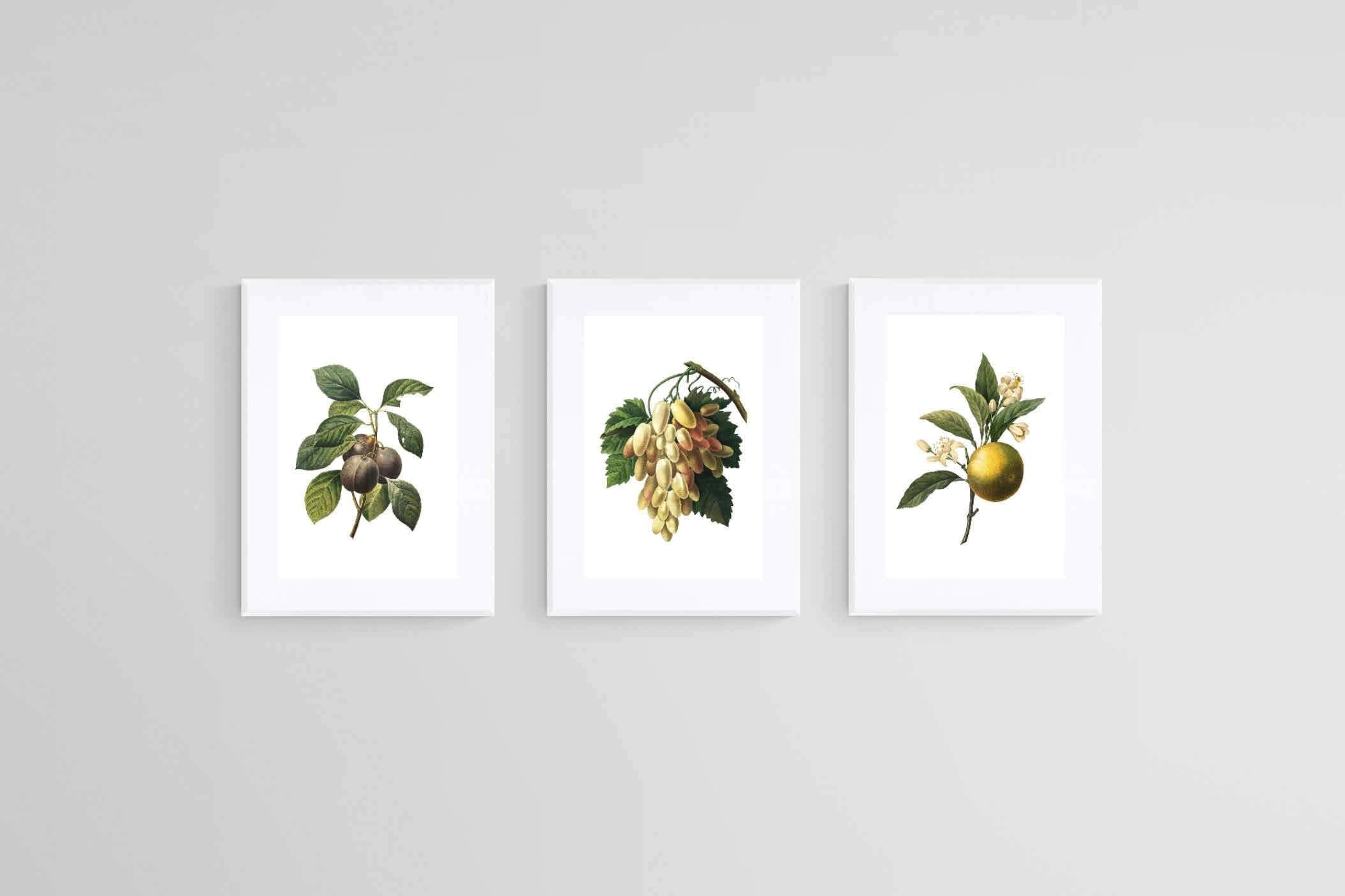 Belles Fleurs Naturels-Wall_Art-45 x 60cm (x3)-Framed Print-White-Pixalot