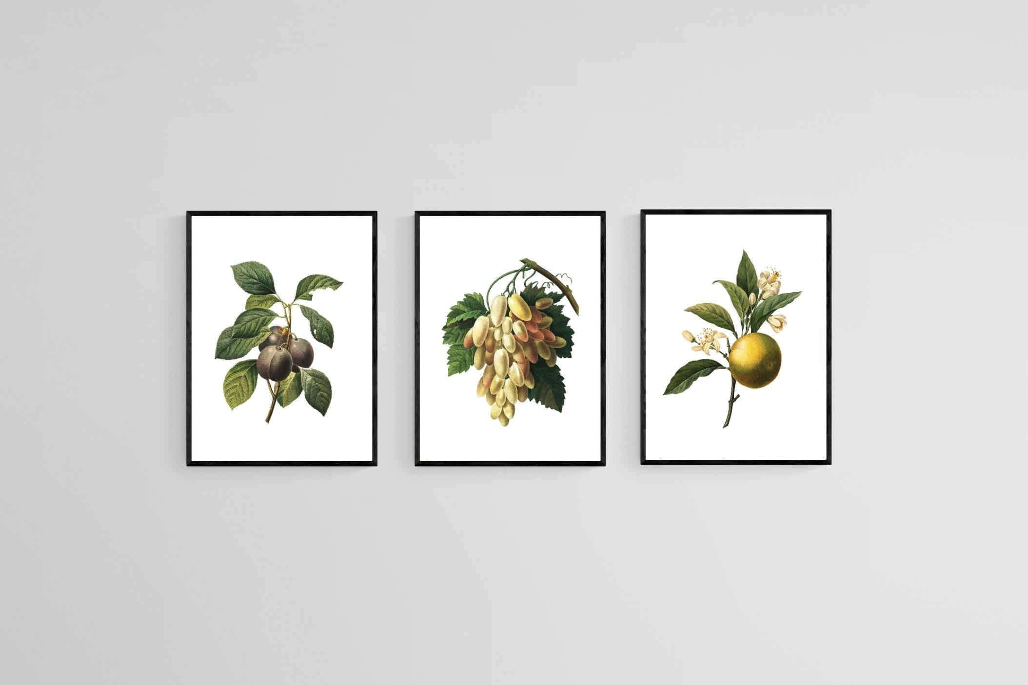 Belles Fleurs Naturels-Wall_Art-45 x 60cm (x3)-Mounted Canvas-Black-Pixalot