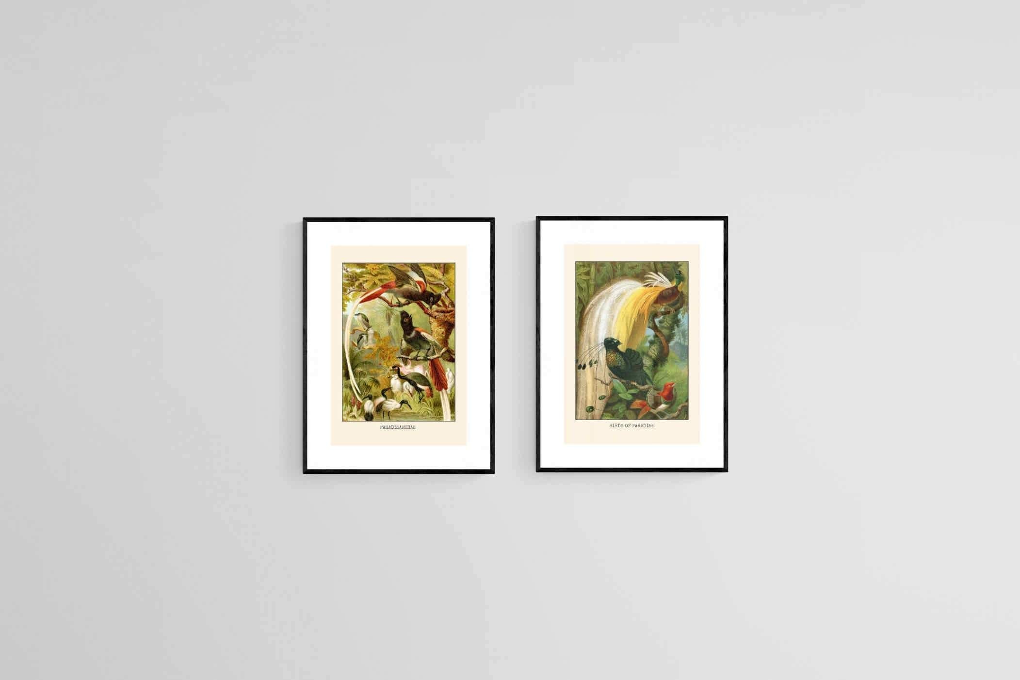 Birds of Paradise Etching Set-Wall_Art-45 x 60cm (x2)-Framed Print-Black-Pixalot