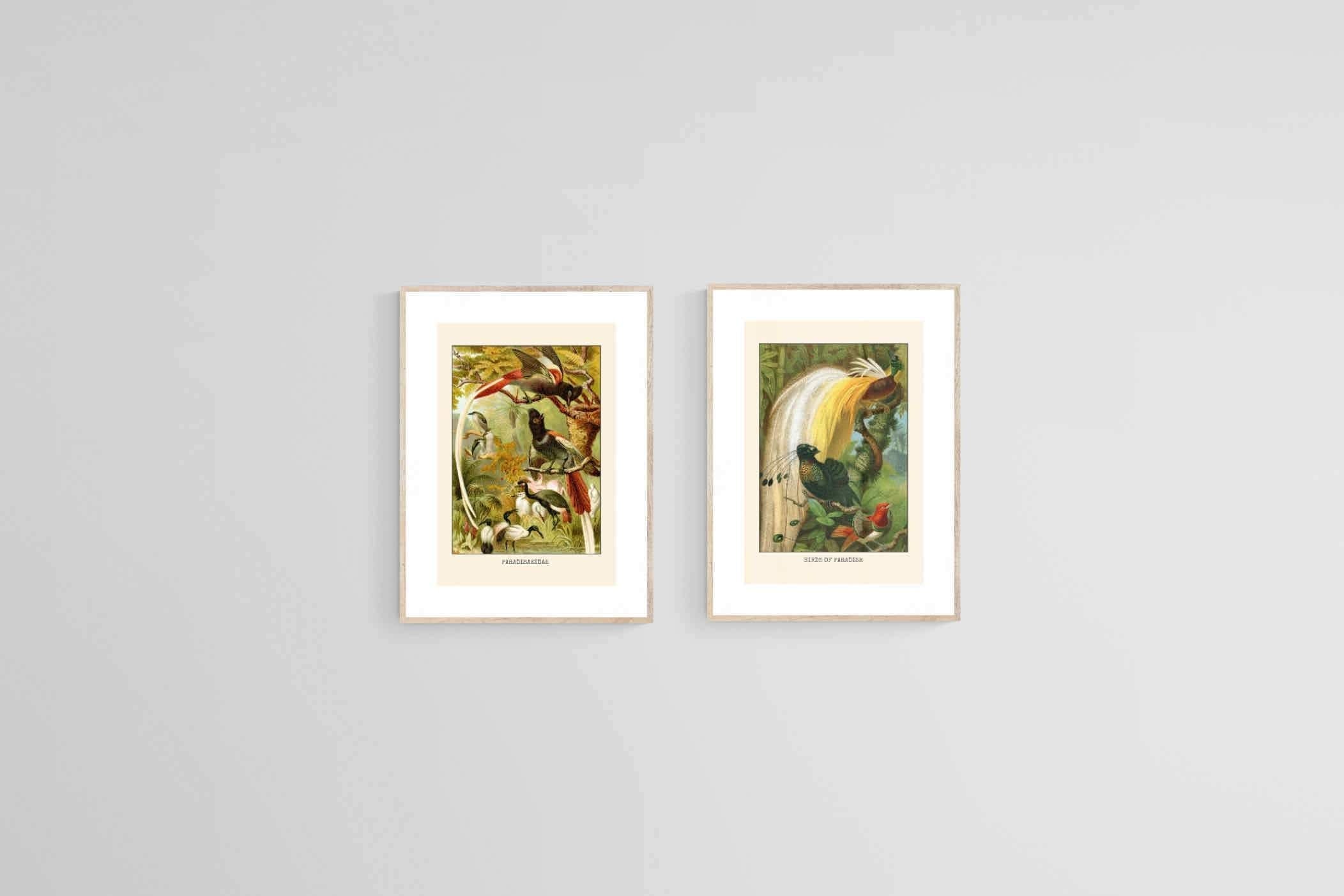 Birds of Paradise Etching Set-Wall_Art-45 x 60cm (x2)-Framed Print-Wood-Pixalot