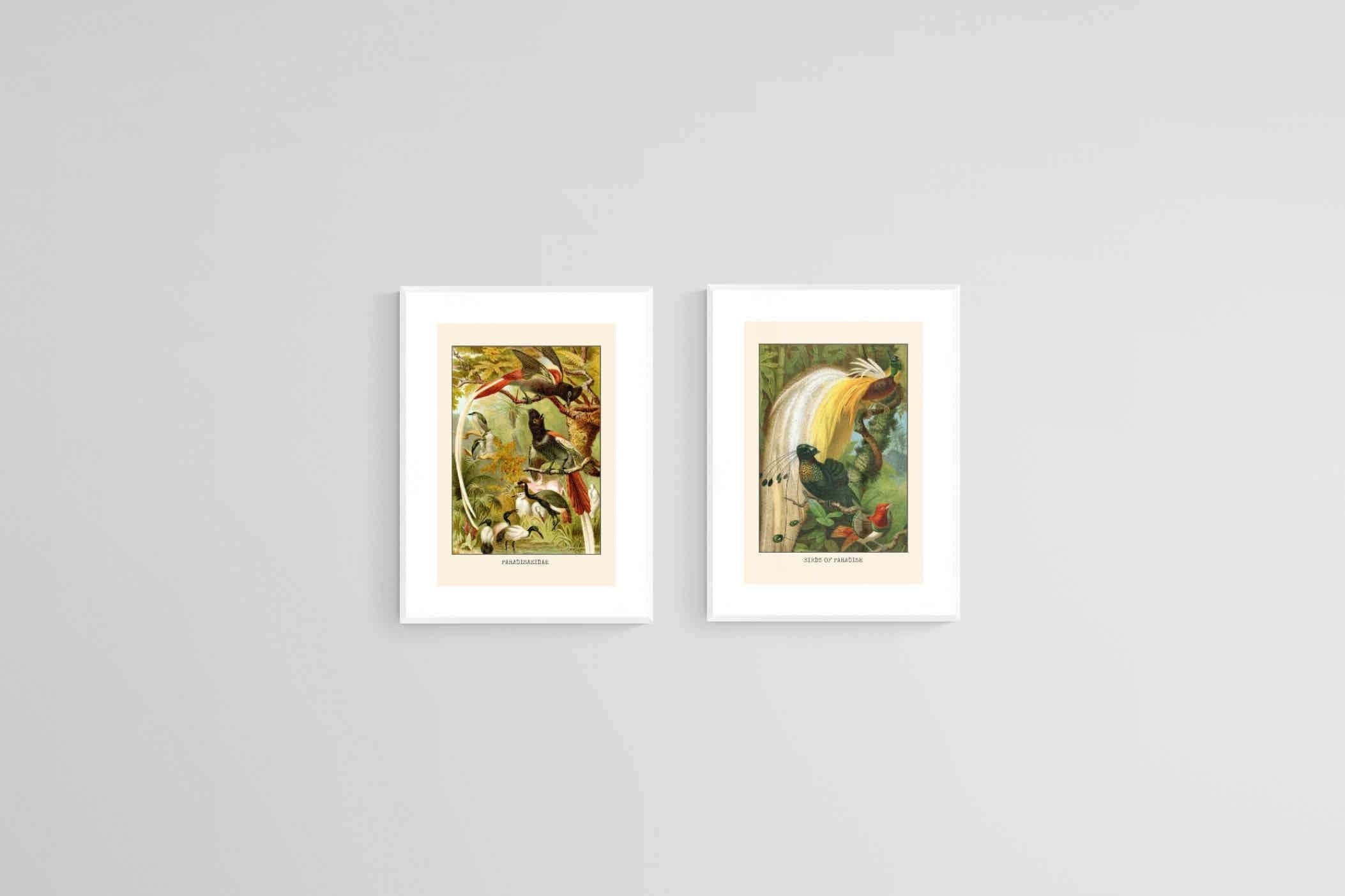 Birds of Paradise Etching Set-Wall_Art-45 x 60cm (x2)-Framed Print-White-Pixalot