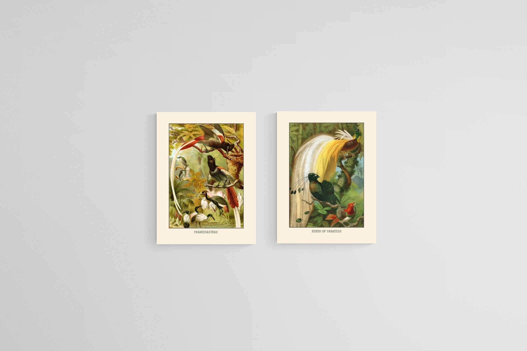Birds of Paradise Etching Set-Wall_Art-45 x 60cm (x2)-Mounted Canvas-No Frame-Pixalot