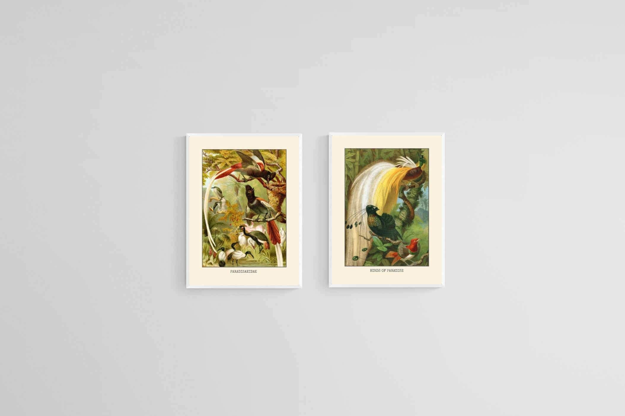Birds of Paradise Etching Set-Wall_Art-45 x 60cm (x2)-Mounted Canvas-White-Pixalot
