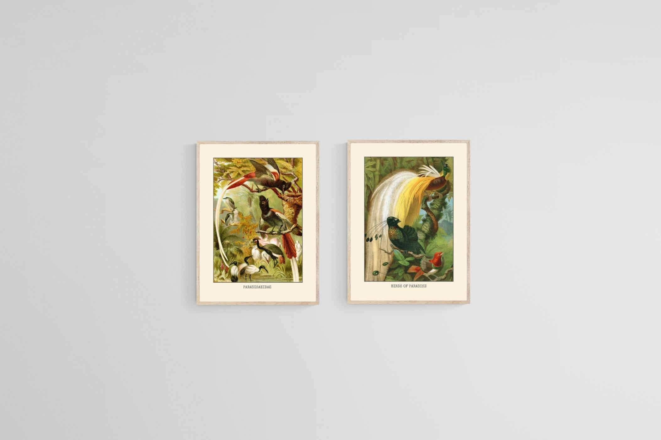 Birds of Paradise Etching Set-Wall_Art-45 x 60cm (x2)-Mounted Canvas-Wood-Pixalot