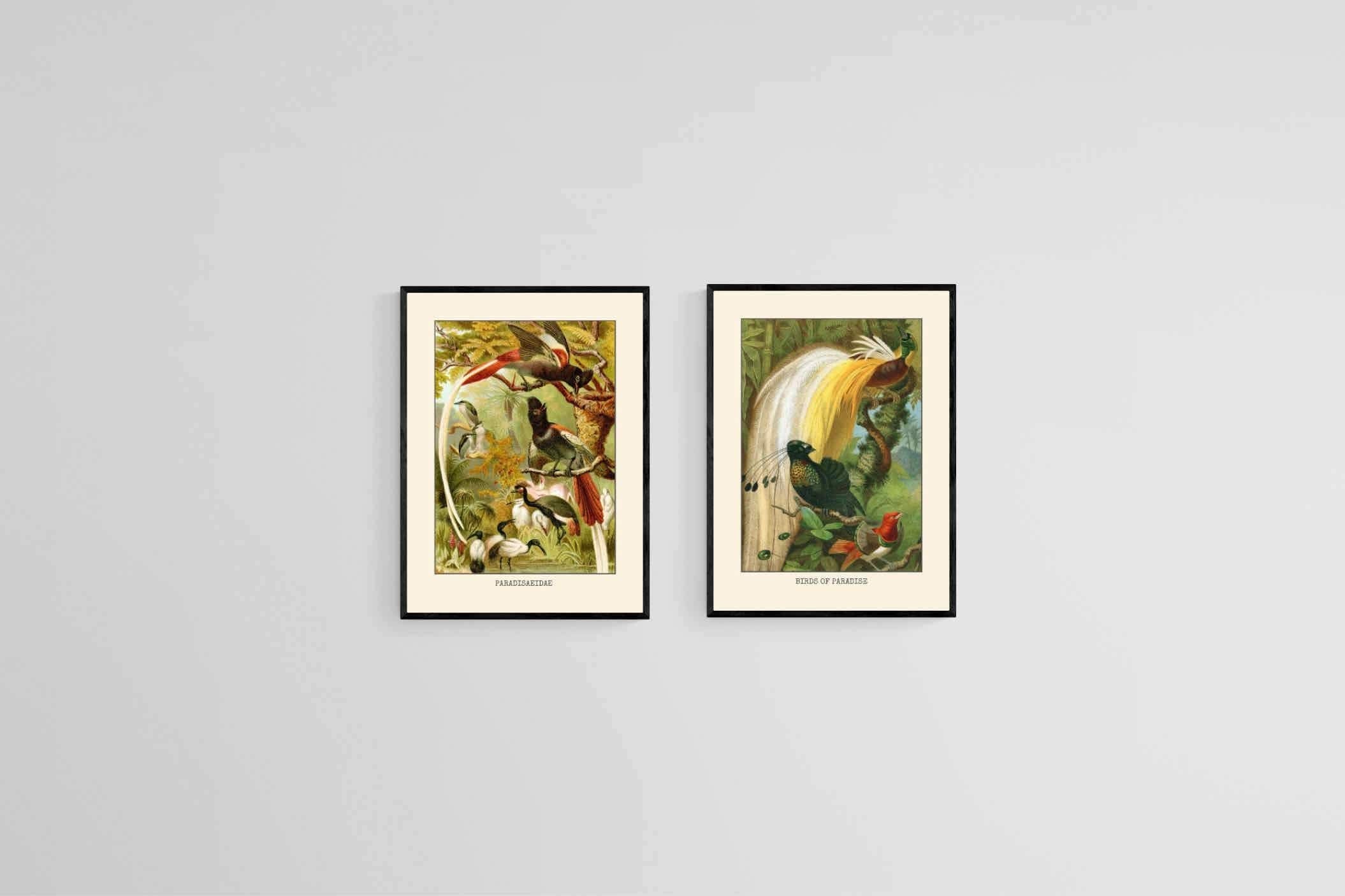 Birds of Paradise Etching Set-Wall_Art-45 x 60cm (x2)-Mounted Canvas-Black-Pixalot