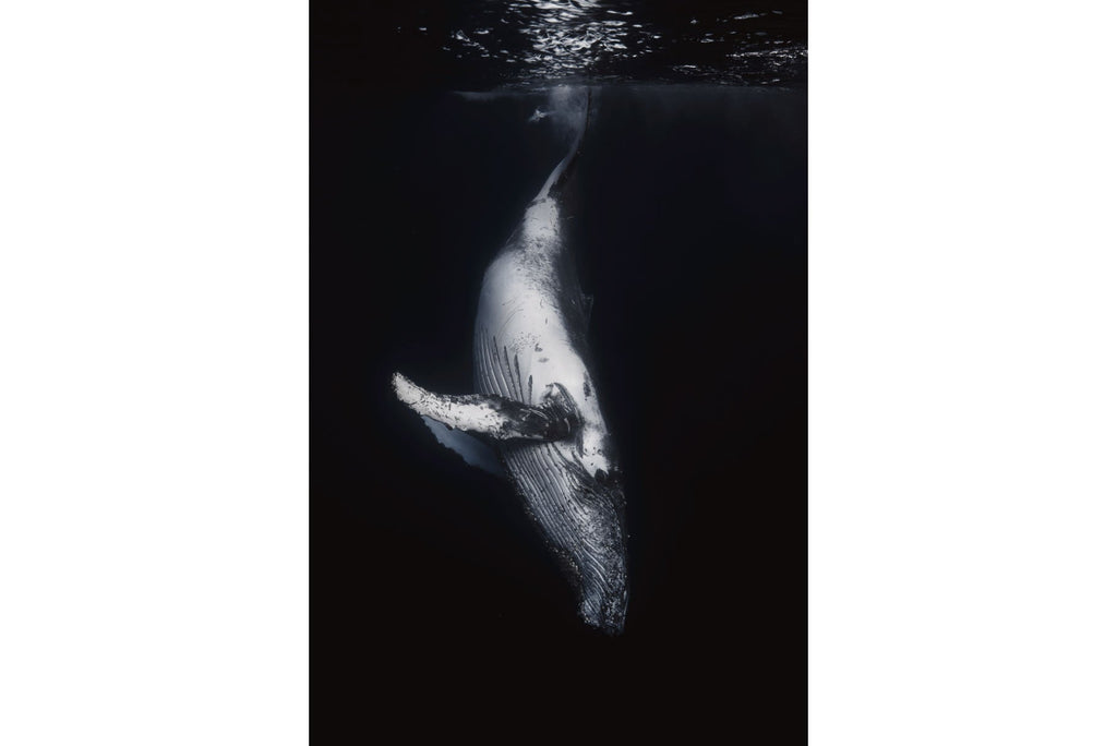 Black Whale-Wall_Art-Pixalot