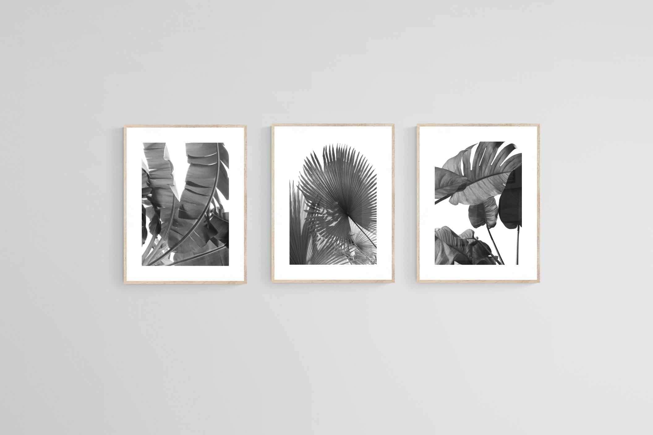 Black & White Foliage Set-Wall_Art-60 x 80cm (x3)-Framed Print-Wood-Pixalot