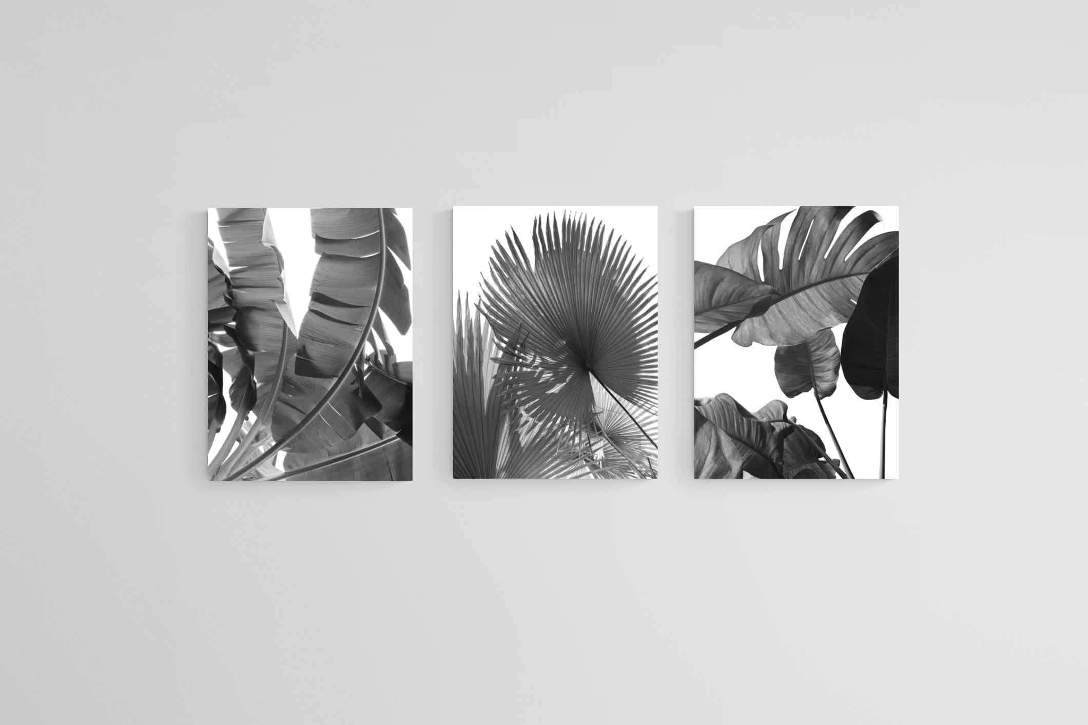 Black & White Foliage Set-Wall_Art-60 x 80cm (x3)-Mounted Canvas-No Frame-Pixalot