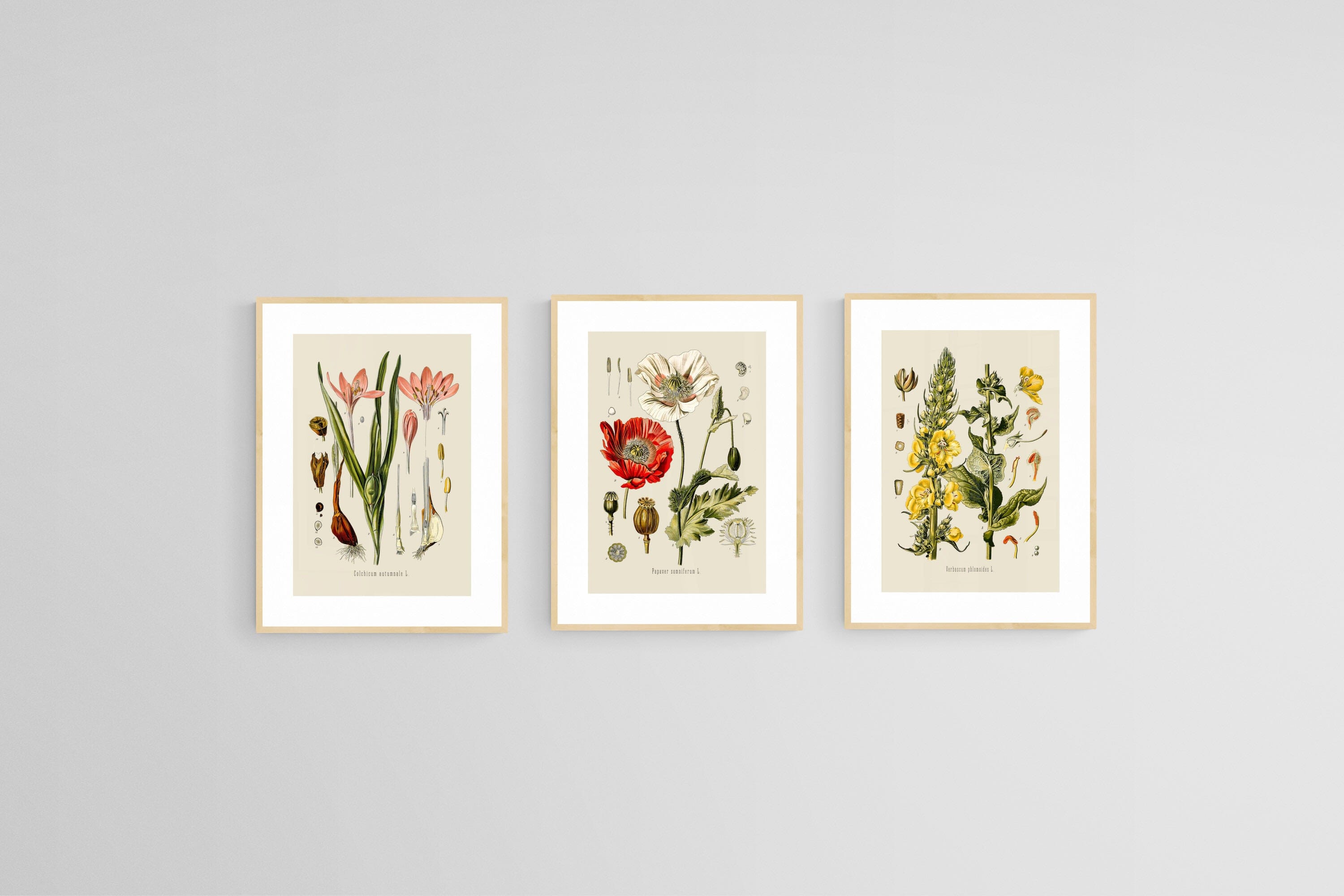 Botanical Illustration Set-Wall_Art-45 x 60cm (x3)-Framed Print-Wood-Pixalot