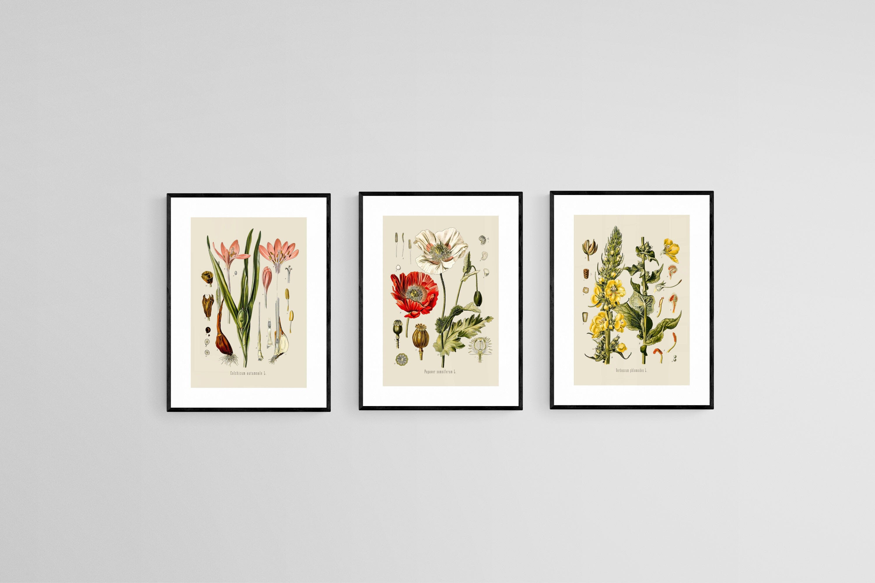 Botanical Illustration Set-Wall_Art-45 x 60cm (x3)-Framed Print-Black-Pixalot