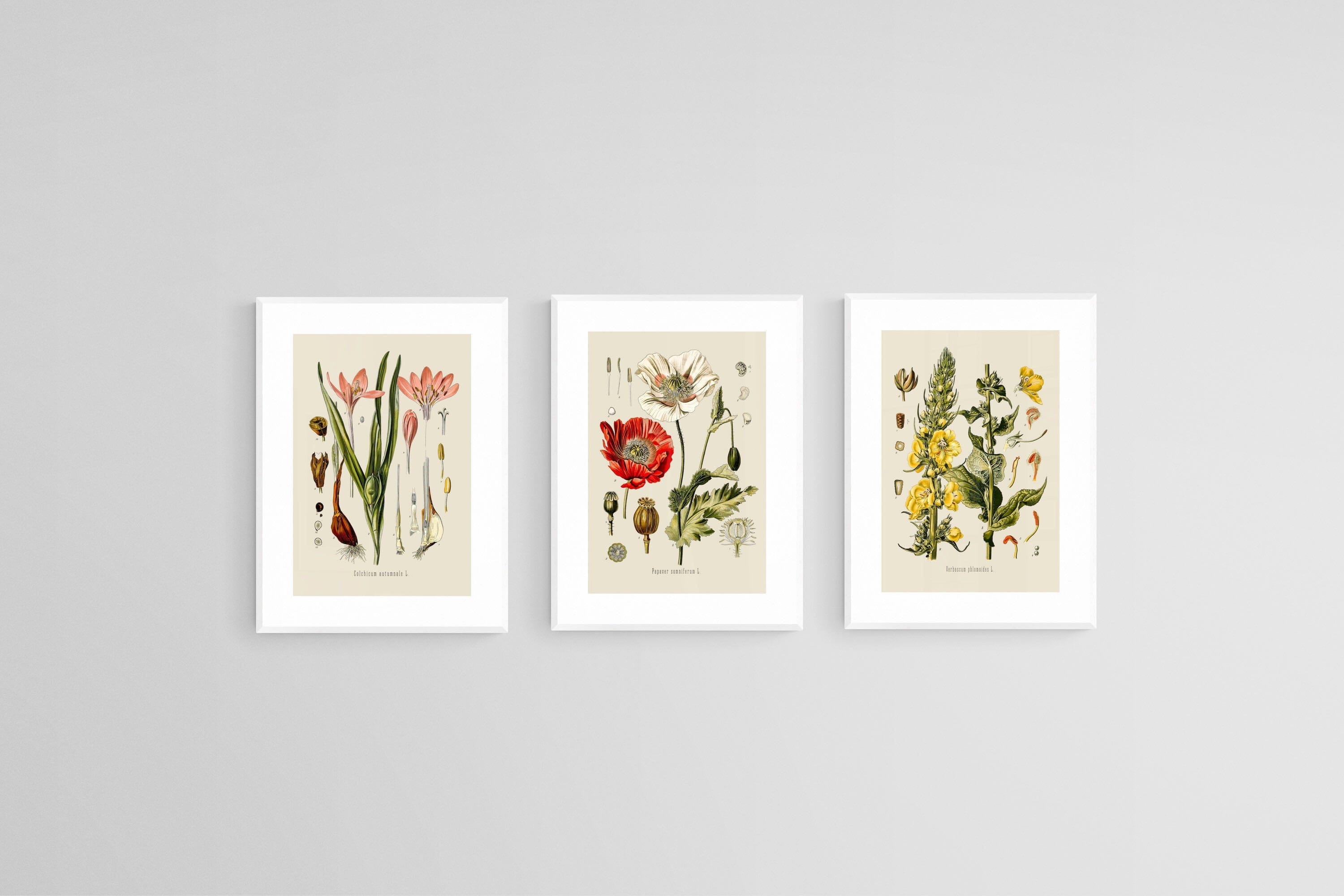 Botanical Illustration Set-Wall_Art-45 x 60cm (x3)-Framed Print-White-Pixalot