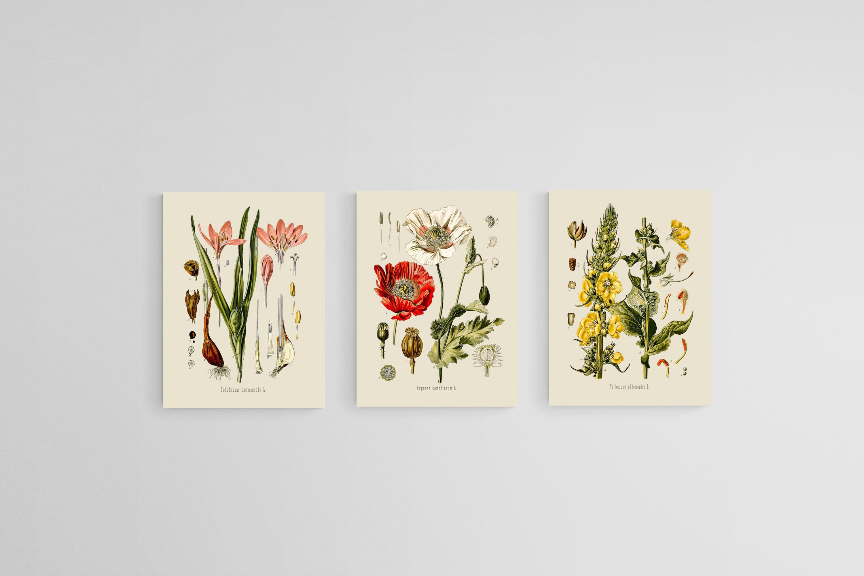 Botanical Illustration Set-Wall_Art-45 x 60cm (x3)-Mounted Canvas-No Frame-Pixalot