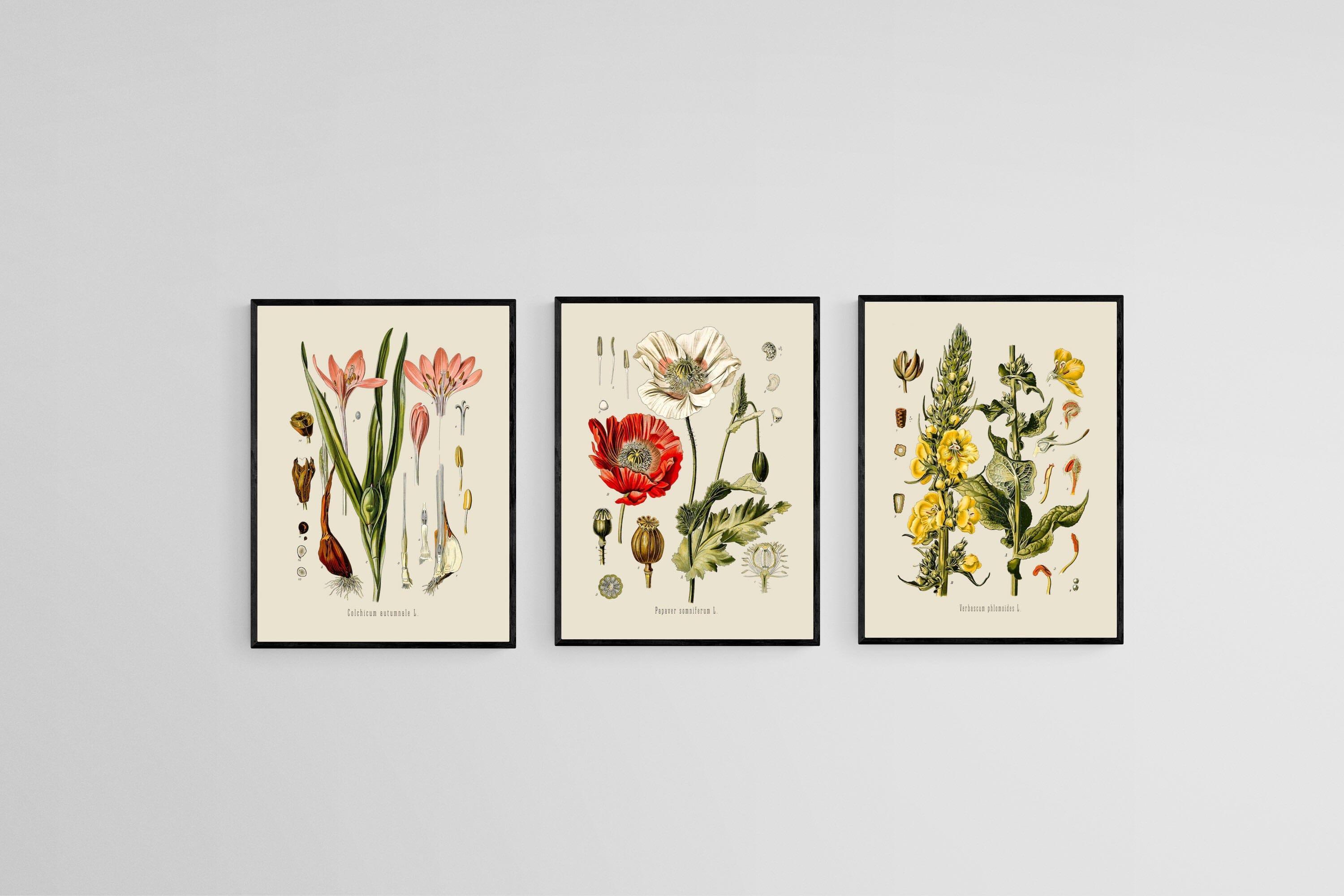 Botanical Illustration Set-Wall_Art-45 x 60cm (x3)-Mounted Canvas-Black-Pixalot