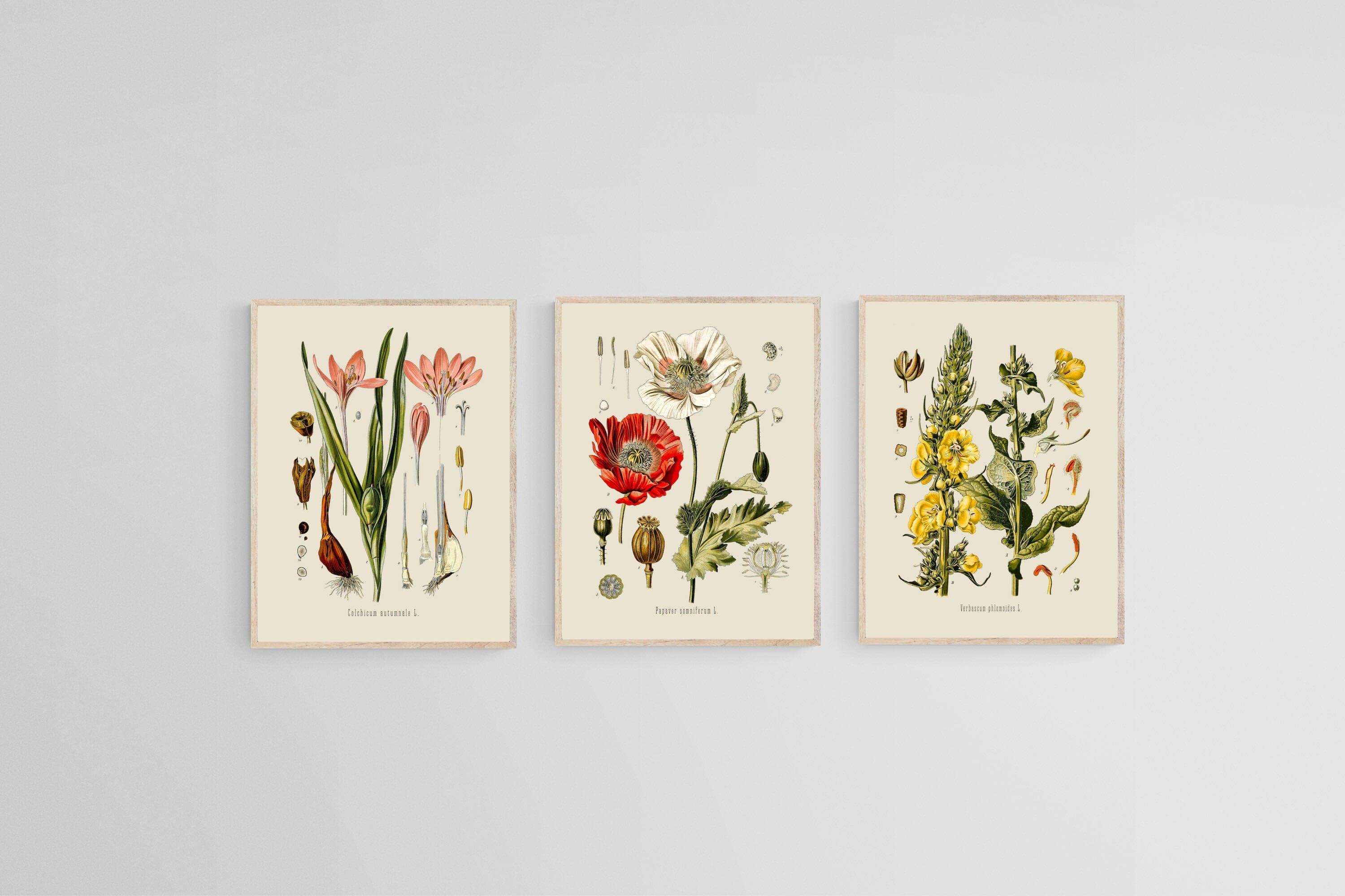 Botanical Illustration Set-Wall_Art-45 x 60cm (x3)-Mounted Canvas-Wood-Pixalot