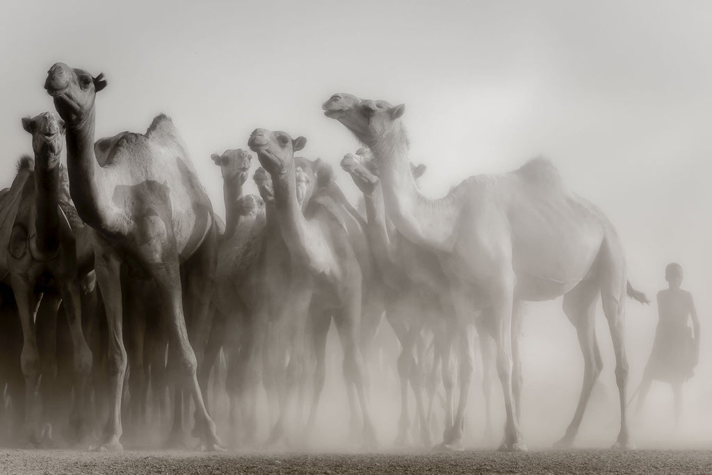 Camels in the Dust-Wall_Art-Pixalot