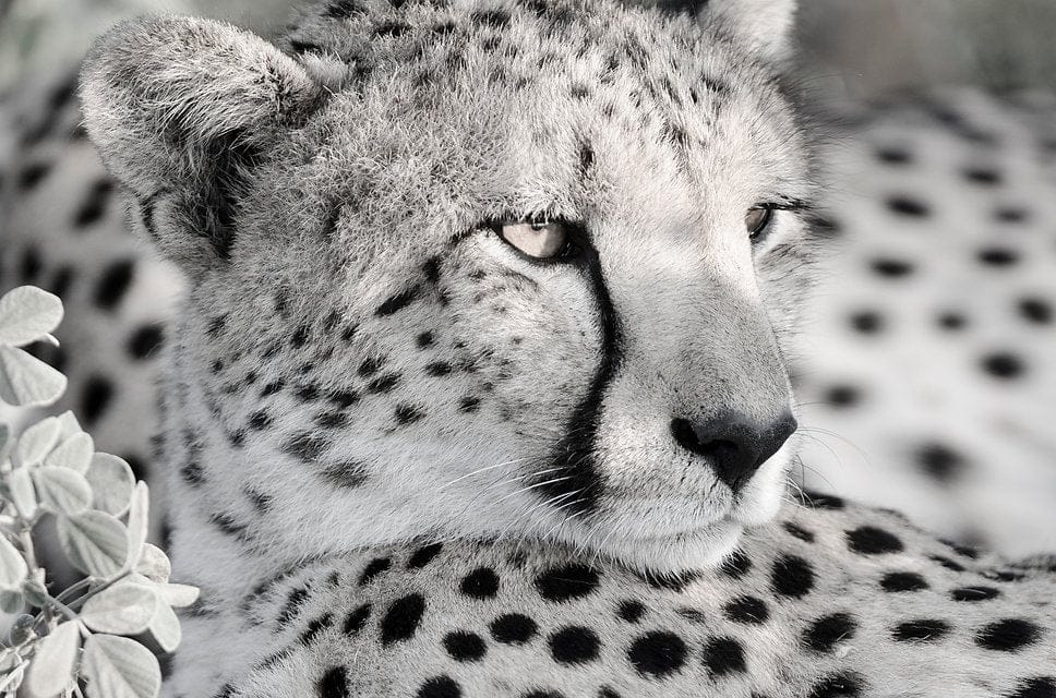 Cheetah Glare-Wall_Art-Pixalot
