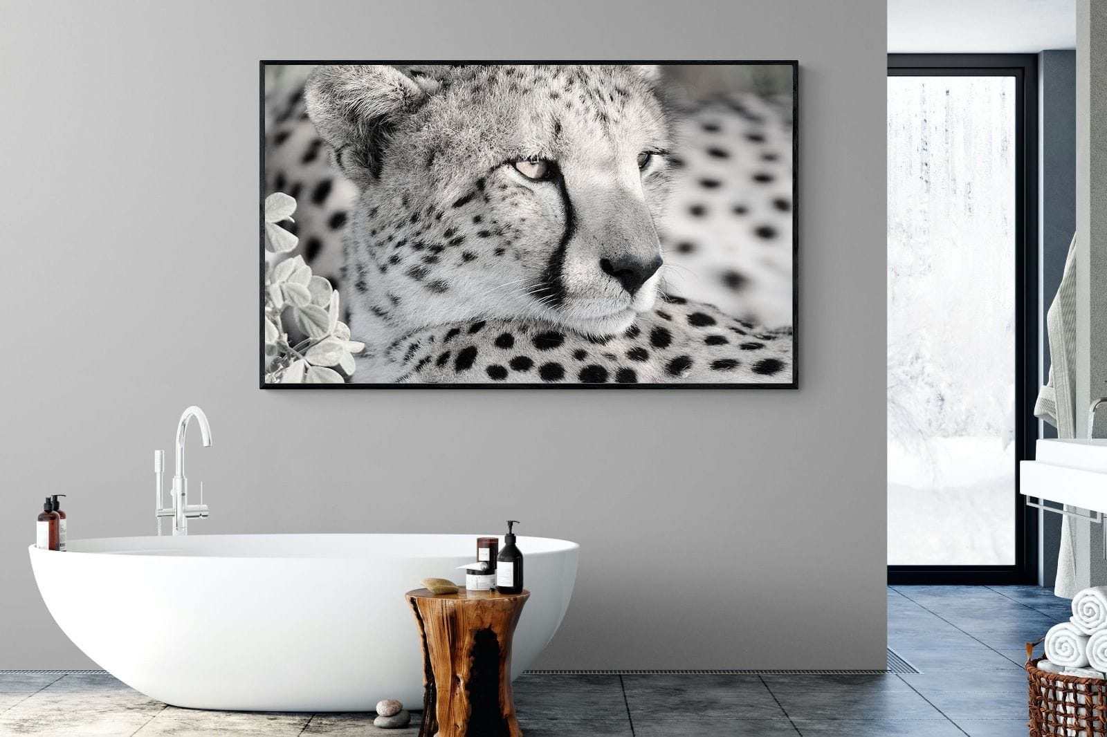 Cheetah Glare-Wall_Art-180 x 110cm-Mounted Canvas-Black-Pixalot
