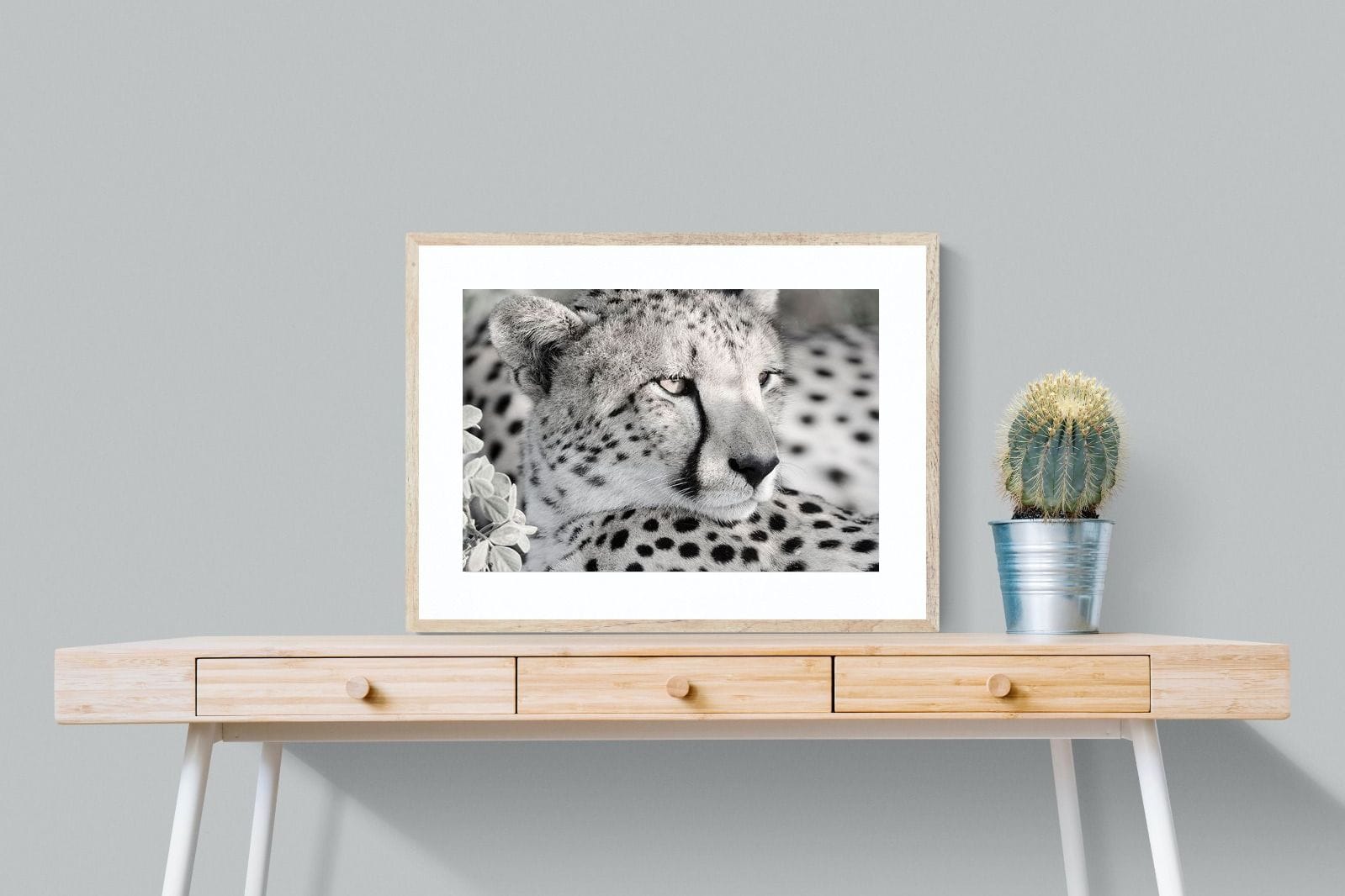 Cheetah Glare-Wall_Art-80 x 60cm-Framed Print-Wood-Pixalot