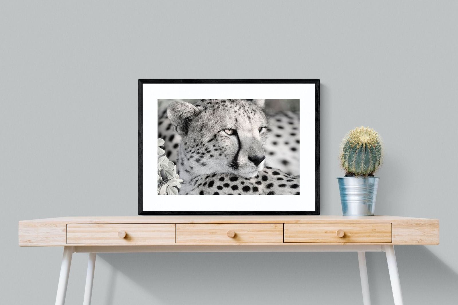 Cheetah Glare-Wall_Art-80 x 60cm-Framed Print-Black-Pixalot