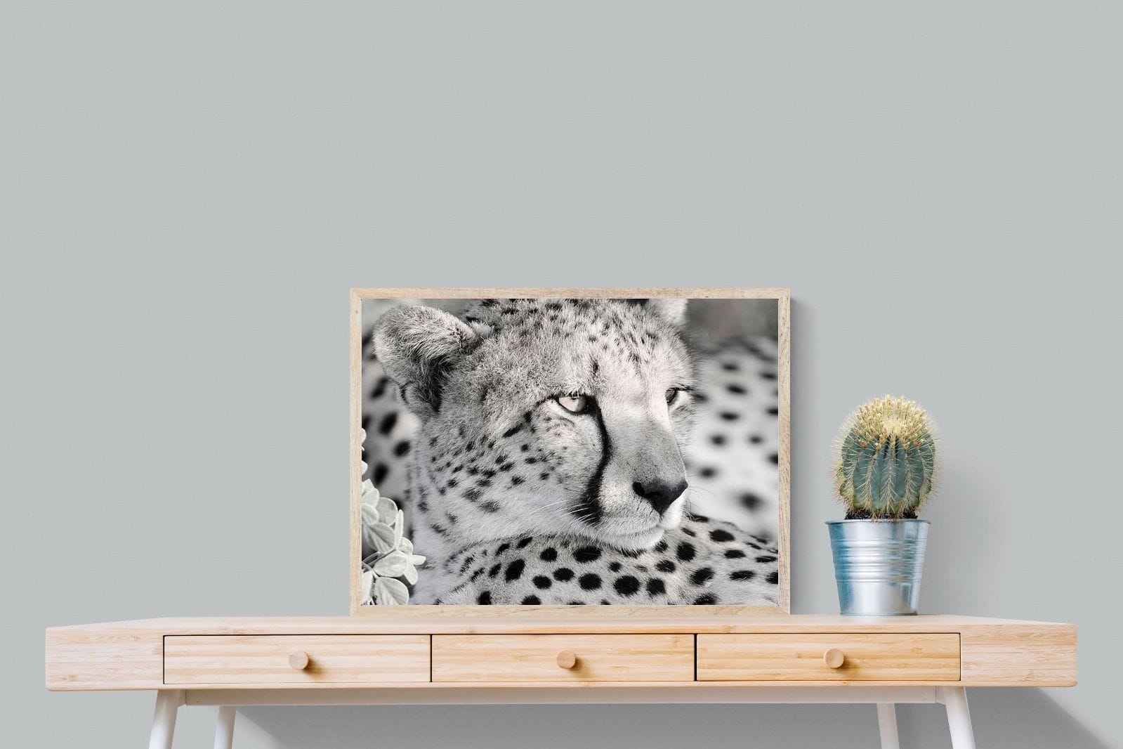 Cheetah Glare-Wall_Art-80 x 60cm-Mounted Canvas-Wood-Pixalot