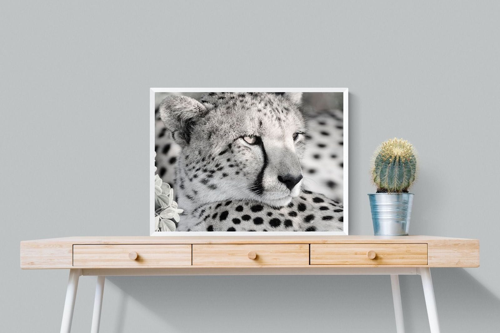 Cheetah Glare-Wall_Art-80 x 60cm-Mounted Canvas-White-Pixalot