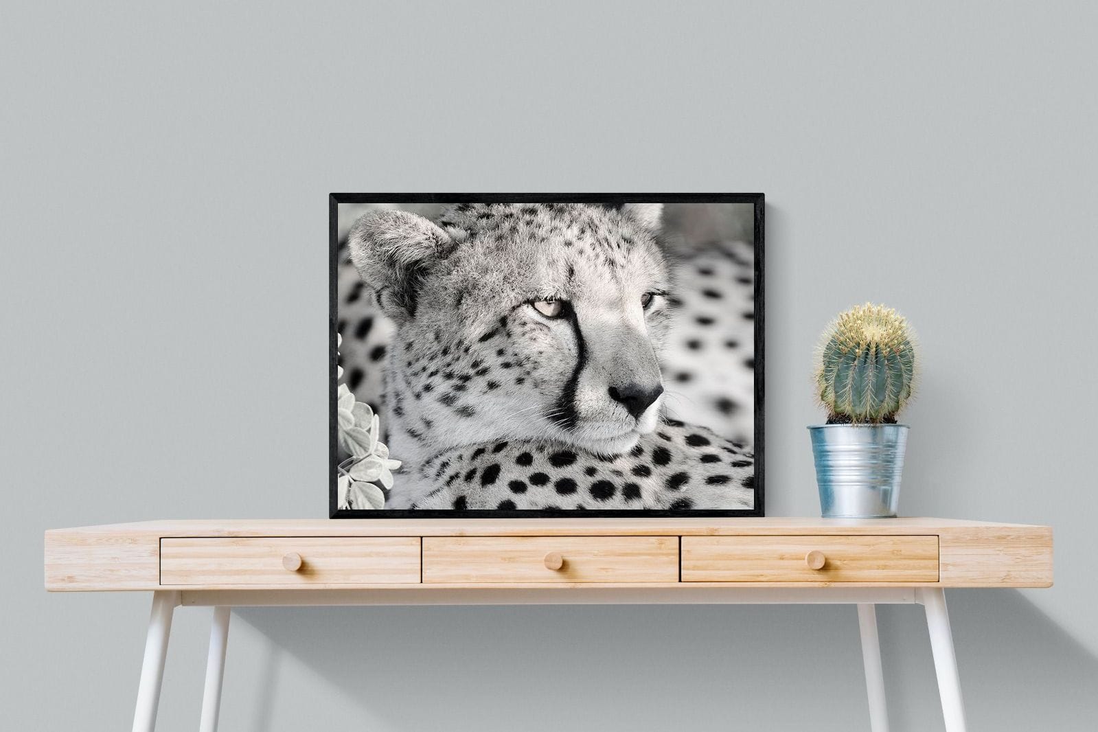 Cheetah Glare-Wall_Art-80 x 60cm-Mounted Canvas-Black-Pixalot