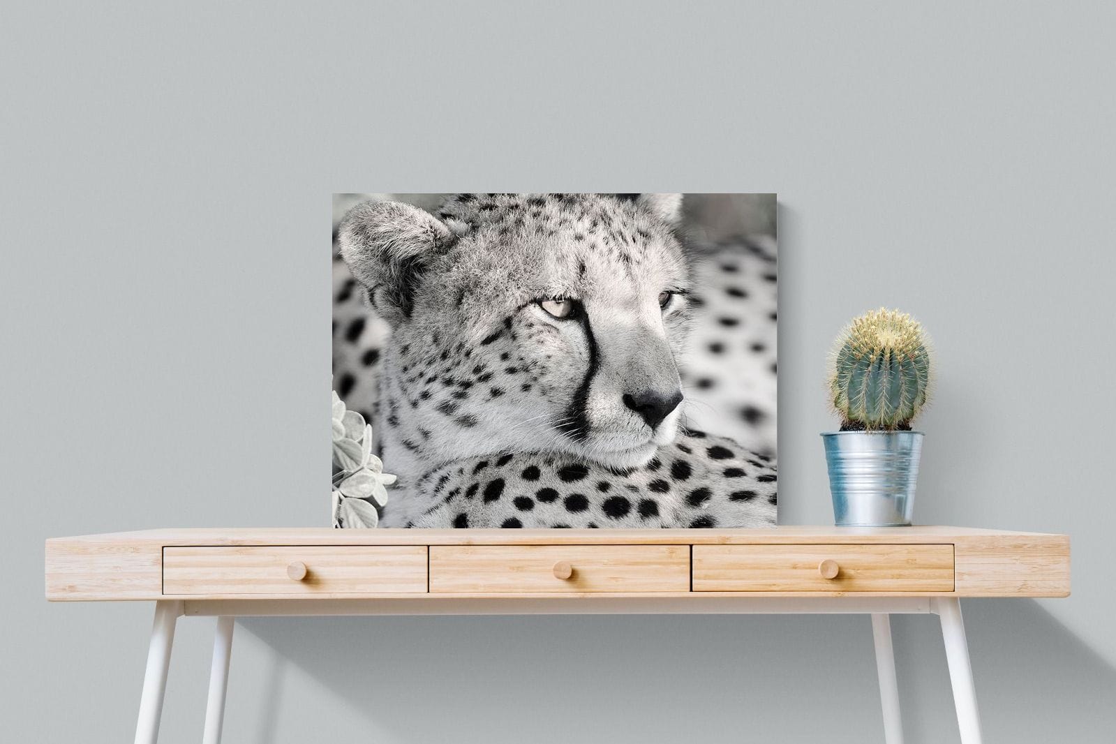 Cheetah Glare-Wall_Art-80 x 60cm-Mounted Canvas-No Frame-Pixalot