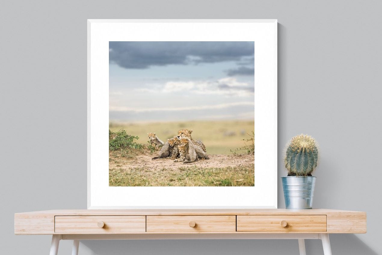 Cheetah Parenting-Wall_Art-100 x 100cm-Framed Print-White-Pixalot