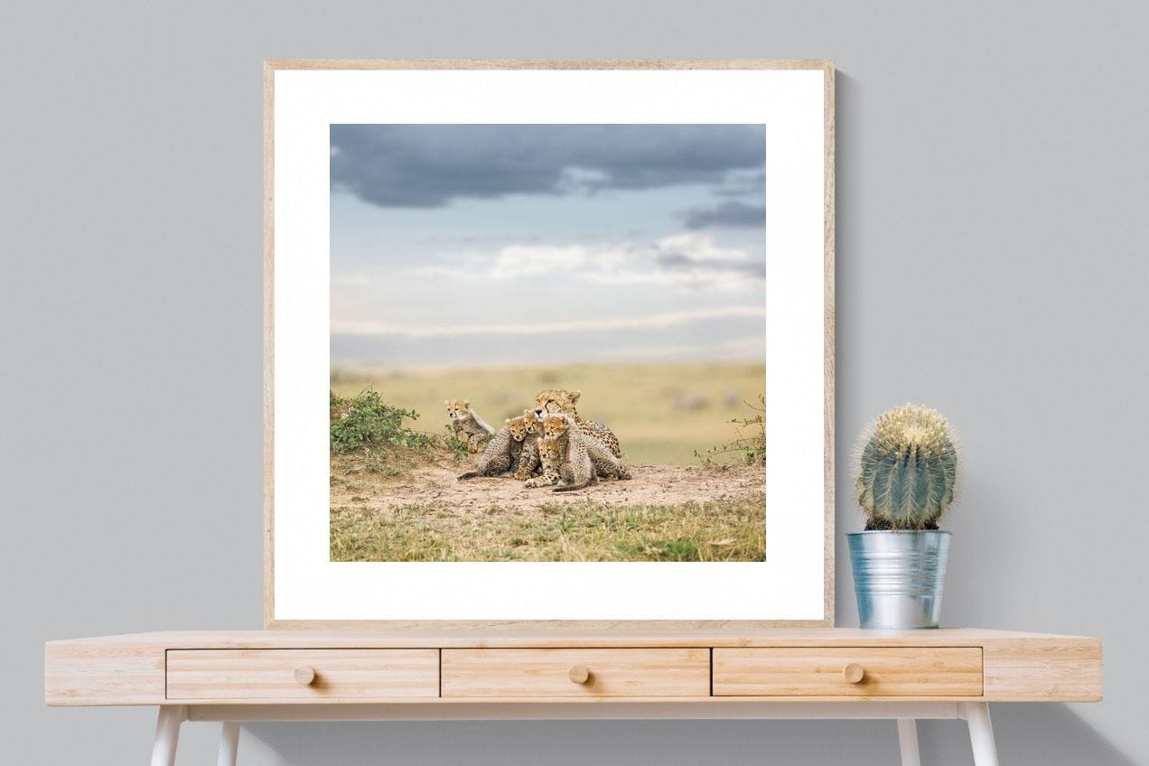 Cheetah Parenting-Wall_Art-100 x 100cm-Framed Print-Wood-Pixalot
