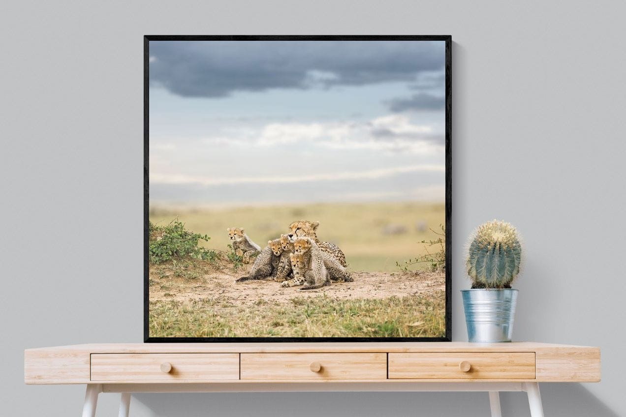 Cheetah Parenting-Wall_Art-100 x 100cm-Mounted Canvas-Black-Pixalot