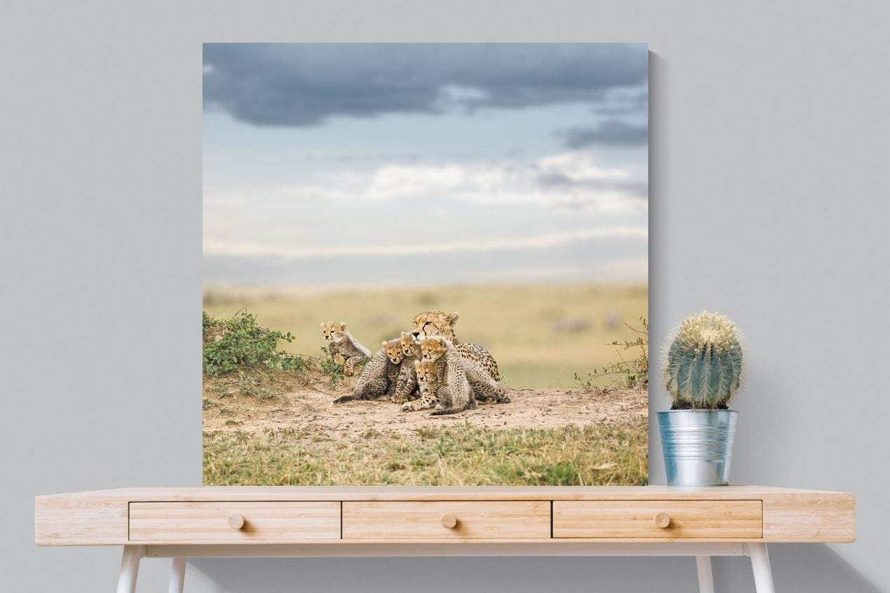 Cheetah Parenting-Wall_Art-100 x 100cm-Mounted Canvas-No Frame-Pixalot