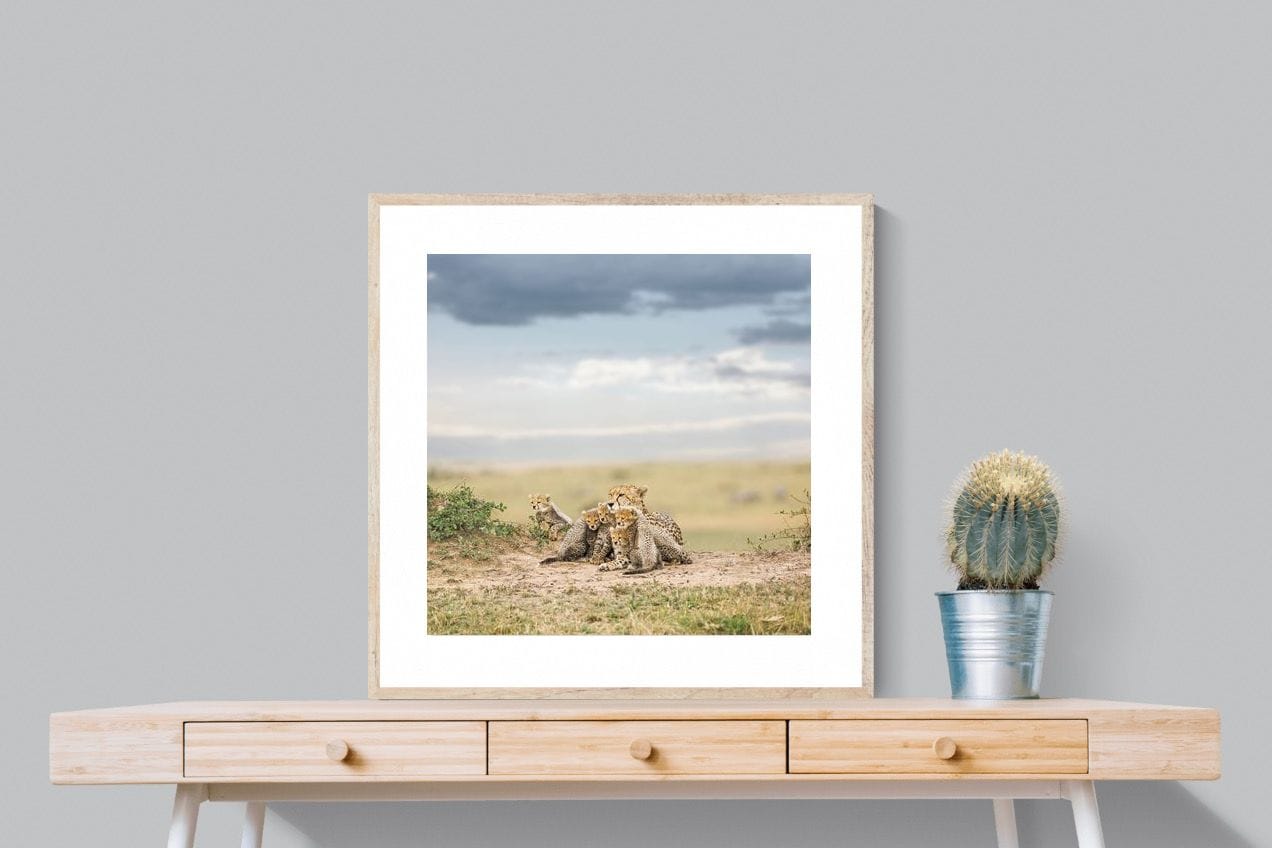 Cheetah Parenting-Wall_Art-80 x 80cm-Framed Print-Wood-Pixalot