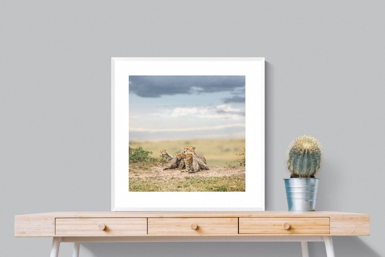 Cheetah Parenting-Wall_Art-80 x 80cm-Framed Print-White-Pixalot