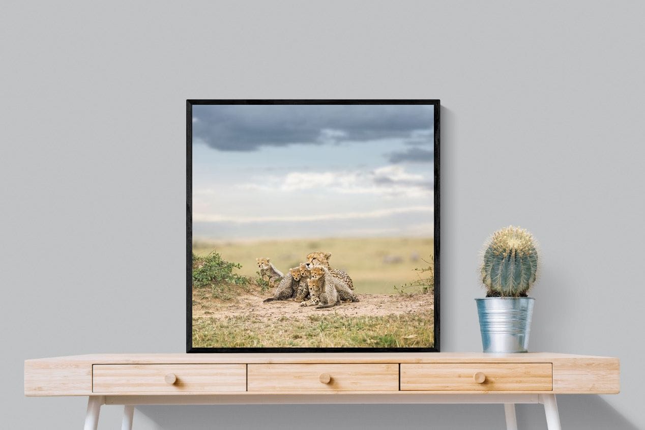 Cheetah Parenting-Wall_Art-80 x 80cm-Mounted Canvas-Black-Pixalot