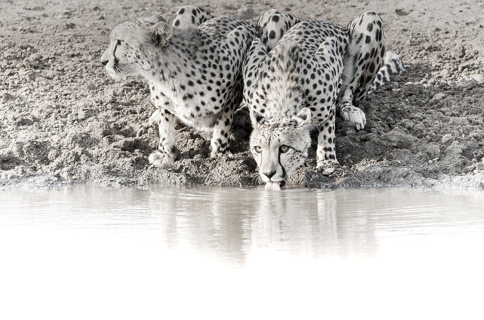 Cheetah Sisters-Wall_Art-Pixalot
